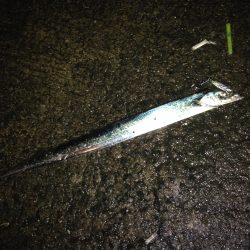 初ショアジギング