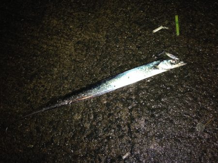 初ショアジギング