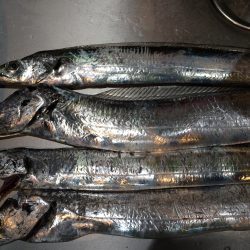 釣り人、少ない