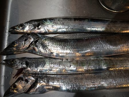 釣り人、少ない