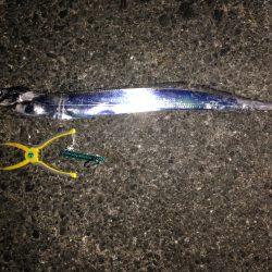 ドラゴン確保いたしました♪