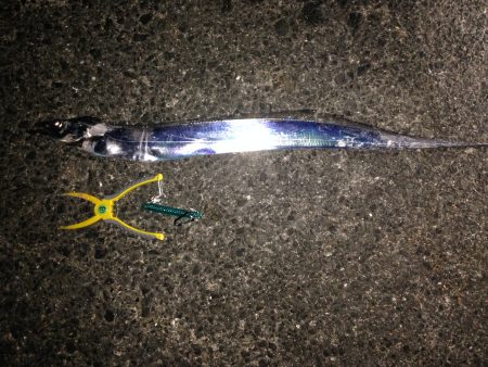 ドラゴン確保いたしました♪