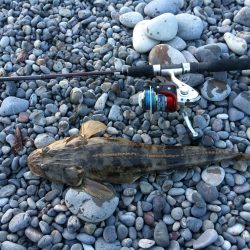 ワームでマゴチ