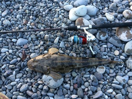 ワームでマゴチ