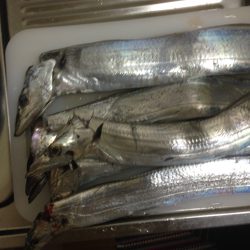 沖堤行ってきました