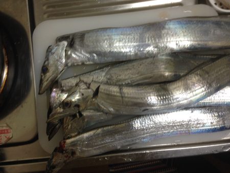 沖堤行ってきました