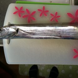 夜勤明けに青物調査