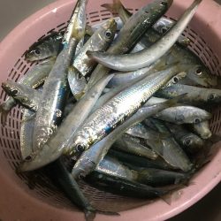 マイワシが来たー！