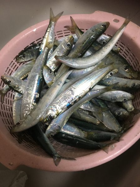 マイワシが来たー！