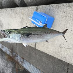 朝マヅメにサゴシ、太刀魚