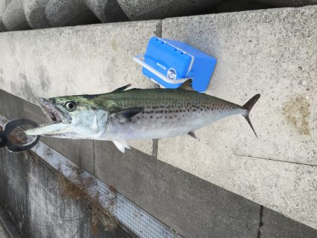 朝マヅメにサゴシ、太刀魚