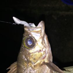 ゲストにメバル