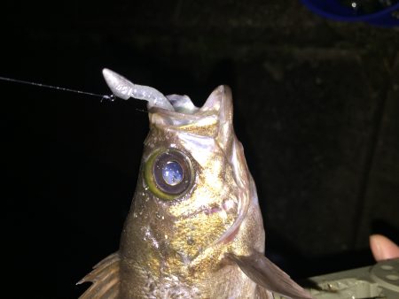 ゲストにメバル