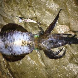 烏賊釣ったぞー