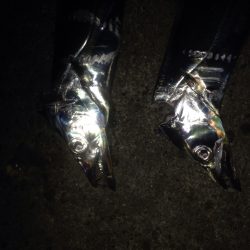 タチウオワインド