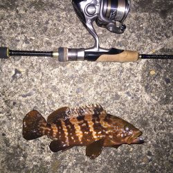 まさに五目釣り