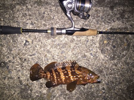 まさに五目釣り