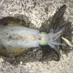 太刀魚のついで