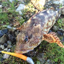 今日もＤ．Ｄ．8で(^｡^)