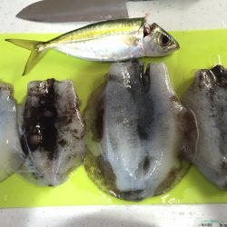 めっちゃ寒いなか、アオリイカ