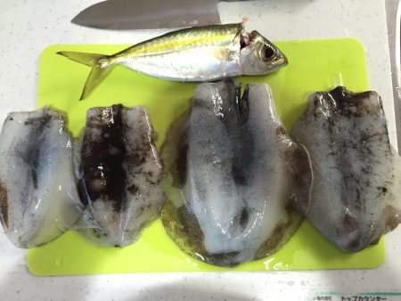 めっちゃ寒いなか、アオリイカ