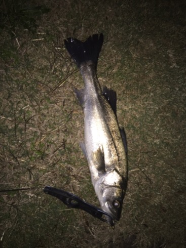 紀ノ川シーバス