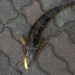 CD5でマゴチ！？