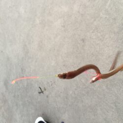 人工島上陸(^。^)