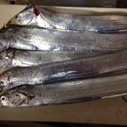 おもわぬ大物^_^