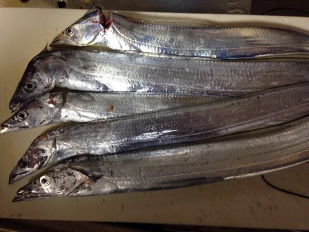 おもわぬ大物^_^