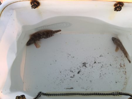 カレイ狙いで撃沈{(-_-)}