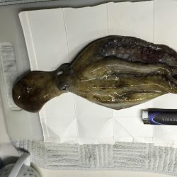 まさかの展開が、、、