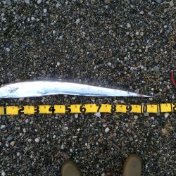 今回はタチウオ