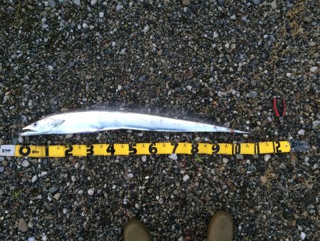 今回はタチウオ