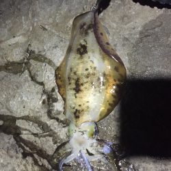 短時間エギング…。