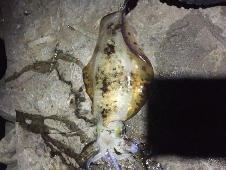 短時間エギング…。