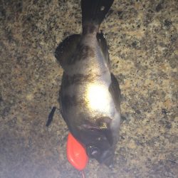 メバリング〜〜