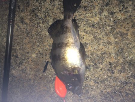 メバリング〜〜