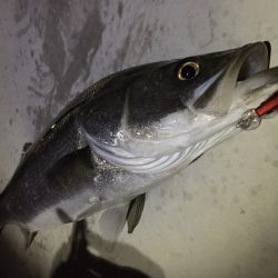 シーバスフィッシング