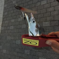 南港かなーり湾奥調査!