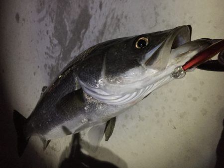 シーバスフィッシング