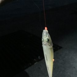 昨日に引き続き…