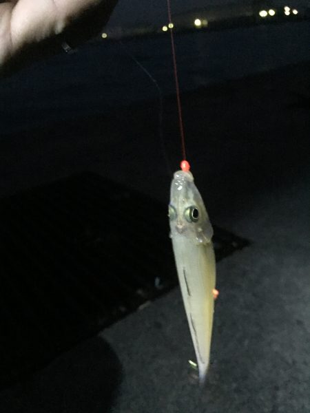 昨日に引き続き…