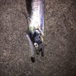 少しサイズアップ？