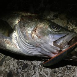 連夜好調Nightシーバス♪