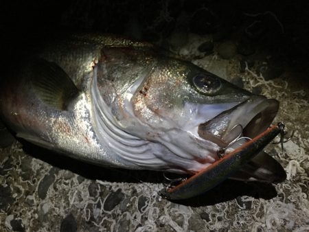 連夜好調Nightシーバス♪