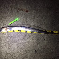 出ましたドラゴン！