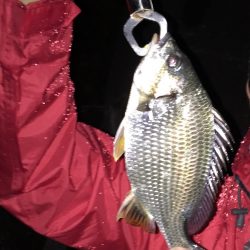 久々のキビレゲーム