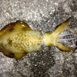 イカ釣ったぞー。