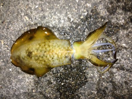 イカ釣ったぞー。